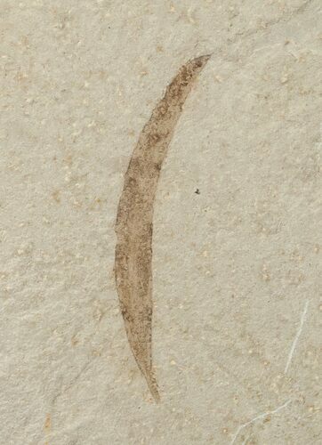 Fossil Pseudosalix Leaf - Green River Formation #16307